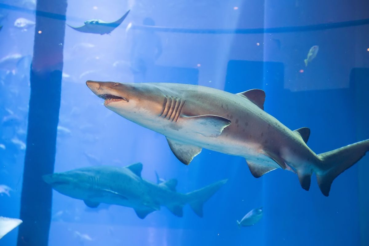 sharks in a large aquarium in Dubai